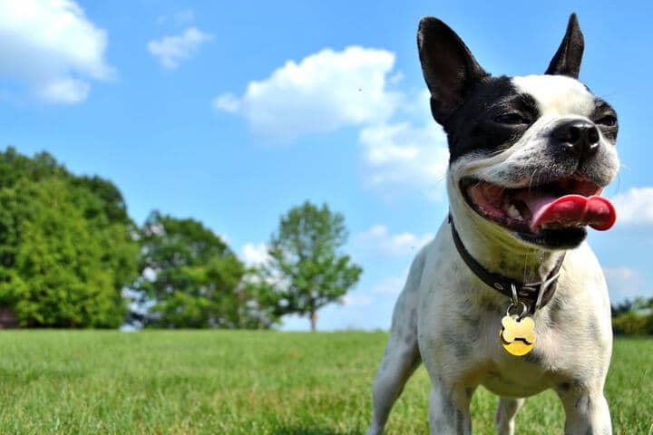 Pet Friendly 34 of 48